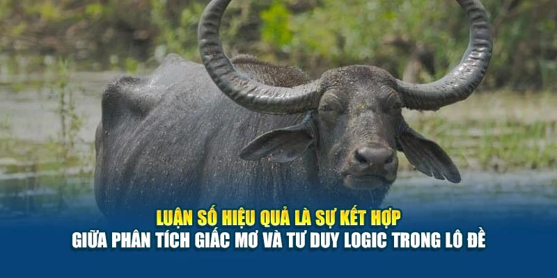Mơ Thấy Trâu Nên Đánh Số Nào? Phân Tích Về Tâm Linh 2025 7 Luận số hiệu quả là sự kết hợp giữa phân tích giấc mơ và tư duy logic trong lô đề